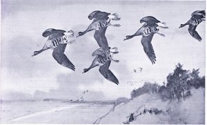 Über die Sanddünen